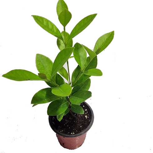 싱그러운 자연을 집 안으로, 트리앤 구아바 나무와 함께하는 특별한 일상