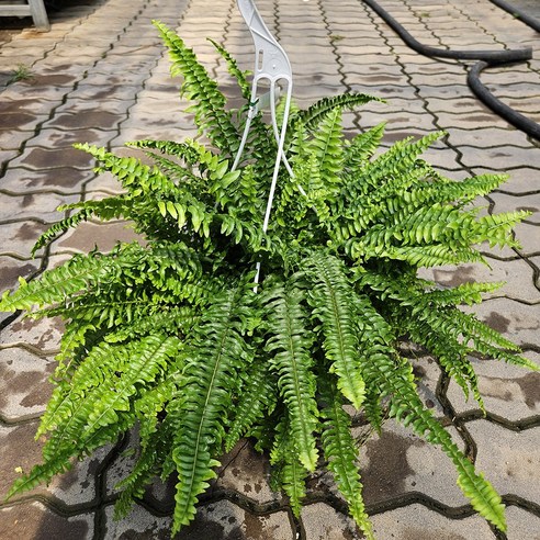 싱그러운 초록빛 물결, 보스턴 고사리 대품으로 집안에 생기를 더하세요 고사리화분