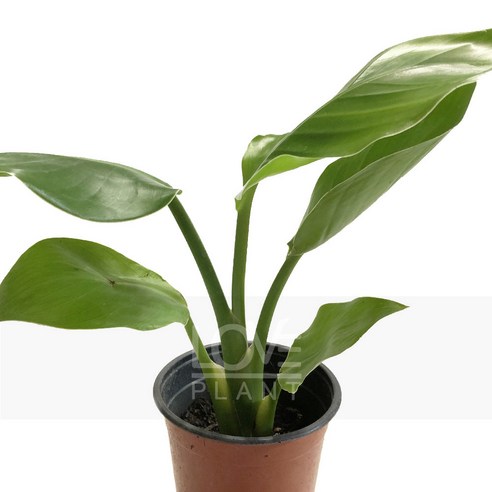 [꽃사랑식물나라] 여인초(큰극락조화) 관엽 공기정화식물 식물키우기, 1개