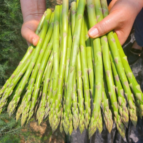 국내산 생아스파라거스, 신선함과 영양을 동시에! 아스파라거스