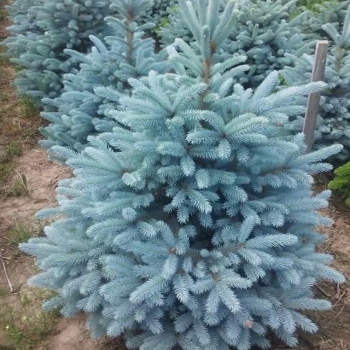 목하원예조경 은청가문비: 집안의 숲을 꿈꾸다 은청가문비