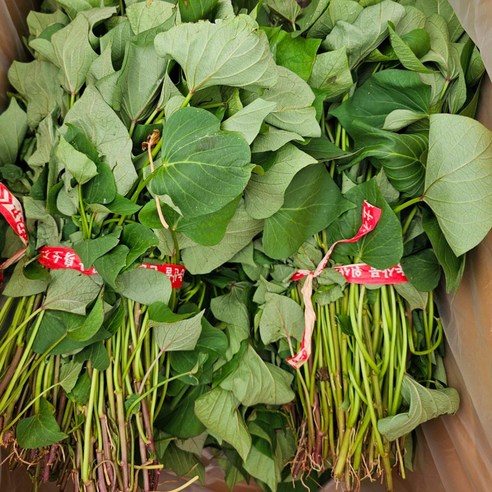 텃밭 초보도 금손되는 마법! 해남 베니하루카 꿀고구마 모종 심어본 후기 해남고구마모종