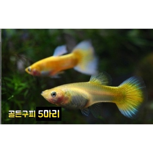 황금빛 물결, 골든 구피의 매혹적인 세계로 물고기