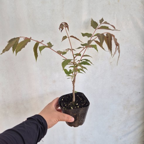 베란다에서도 키우기 쉬운 참죽나무 묘목으로 힐링과 건강을 동시에!