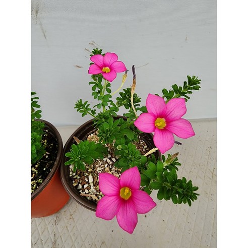 목사랑초 히르타 40, 1개