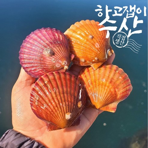 통영 깔끔 세척 선별 제철 가리비, 가리비3kg, 1박스