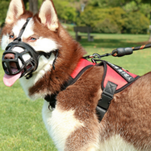 반려견의 안전과 편안함을 동시에