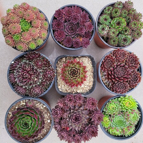 바위솔 정원으로 얻는 작지만 확실한 행복