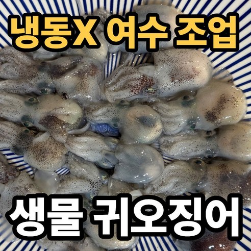 [여수직송] 생물 귀오징어 귀꼴뚜기