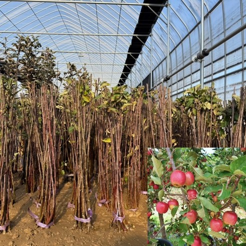 정원에서 즐기는 달콤한 행복, 미니사과나무 루비에스 묘목으로 시작하세요 루비에스묘목