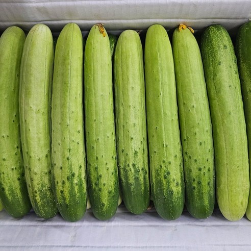 [싱싱냠냠] 국내산 백다다기오이 백오이 다다기오이, 1kg(가정용), 1박스