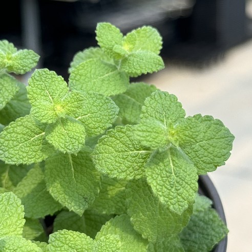 팍팍한 일상에 향긋한 쉼표를 찍어줄 애플민트 키우기!