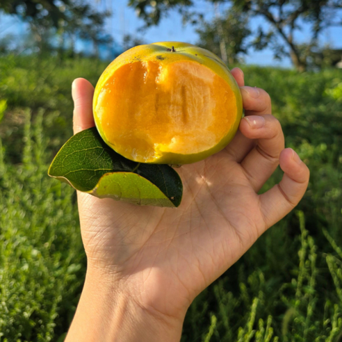 산지직송 못난이태추단감 2kg 4kg 8kg 태추단감 아삭한 태추단감, 1박스, 2kg(7-9과) 23일순차발송