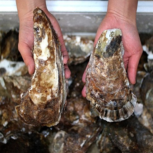 산지직송 섬진강 벚굴 벗굴: 신선함, 다용성, 영양의 완벽한 조화