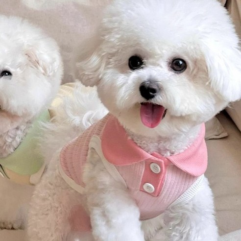 [퐁펫] 골지카라 나시 (Pet708)_(강아지옷 고양이옷 반려동물 애견 애묘 원피스 나시티 티셔츠 뚱냥이 코스튬 봄 가을 여름), 핑크카라, 1개