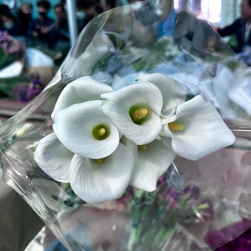 순수와 우아함의 상징, 싱그러운 카라 꽃의 매력에 빠지다