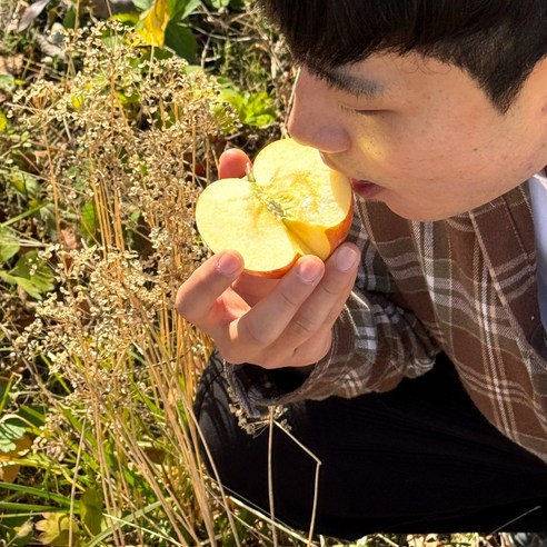 가을 햇살 머금은 청송 꿀 부사, 풍성한 맛과 실속을 당신의 식탁으로!