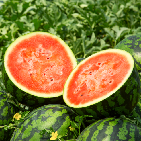 올여름, 꿀처럼 달콤한 우곡 수박으로 시원하게!