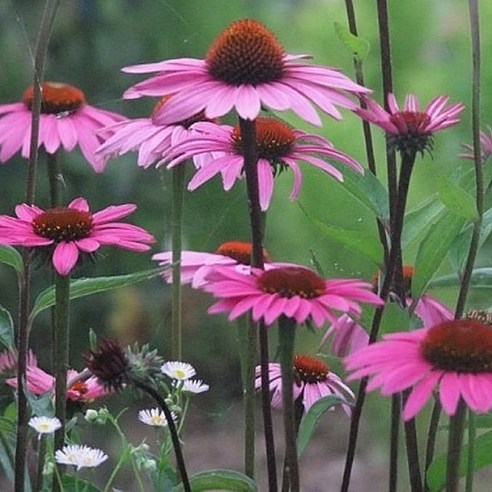 삭막한 정원에 생기를 불어넣다! 에키네시아 딥로즈 모종으로 만드는 나만의 비밀 정원 야생화모종 삭막한 정원에 생기를 불어넣다! 에키네시아 딥로즈 모종으로 만드는 나만의 비밀 정원 야생화모종