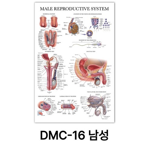 NEW 근육 해부학 포스터, DMC-16 남성