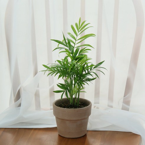 테이블야자와 함께 싱그러운 일상을 만들어보세요!