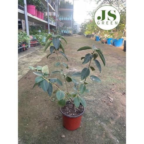 솜사탕처럼 탐스러운 분꽃나무 차이니스스노우볼, 우리 집 정원에 들일까 고민이신가요? 분꽃나무