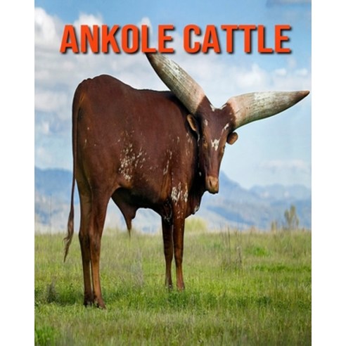 Ankole Cattle: Learn About Ankole Cattle and Enjoy Colorful Pictures Paperback, Independently Published, English, 9798693391604