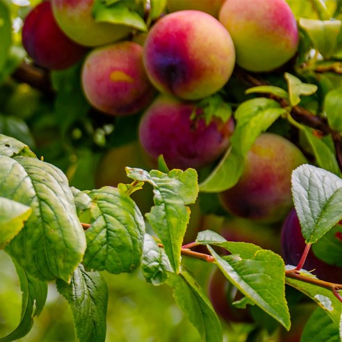 나만의 과수원을 [충북농원] 추희 자두나무 묘목으로 시작하여 탐스러운 결실을 맛보세요.