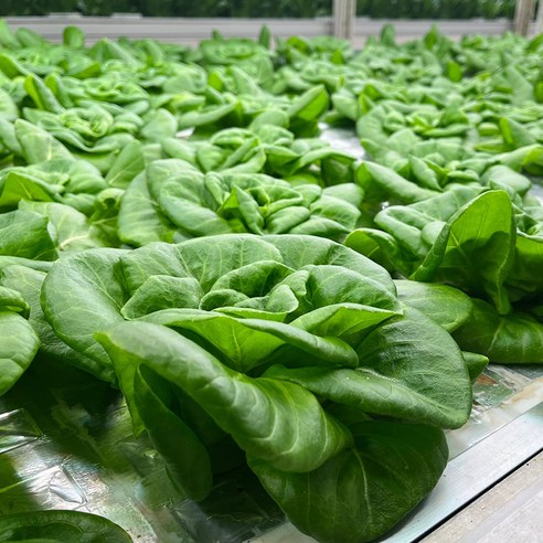 자연의 싱그러움을 식탁으로, 건강한 샐러드 한 접시