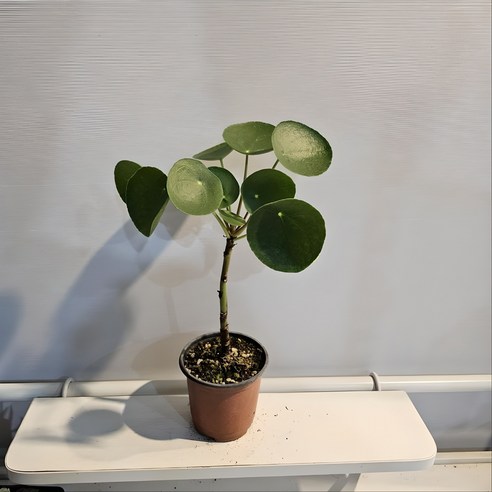 동글 잎사귀 필레아페페로 집 안 분위기 UP!