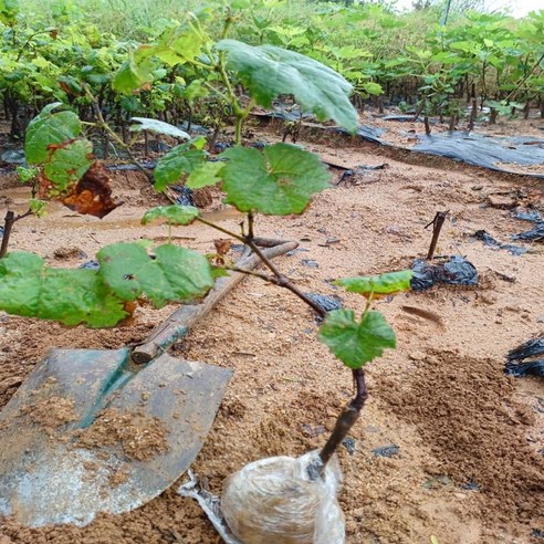 [오케이나우ㅣ강추] 샤인 머스켓 포도 삽목 노지 묘목: 향긋한 맛과 알찬 영양 [OKNOWㅣ추천상품]