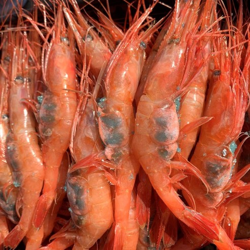 최고의 횟감과 요리에 신선한 바다의 맛을 선사하는 동해안 급냉 홍새우