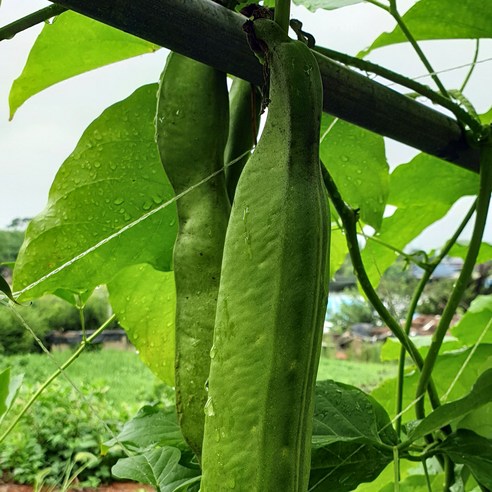 도연푸드 유기농 햇 작두콩차, 건강과 풍미를 한 번에!