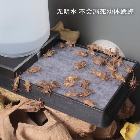먹이용 귀뚜라미 전용 사육장 은신처 통 리빙박스 세트, 귀뚜라미 사육상자, 전문크리켓사육상자
