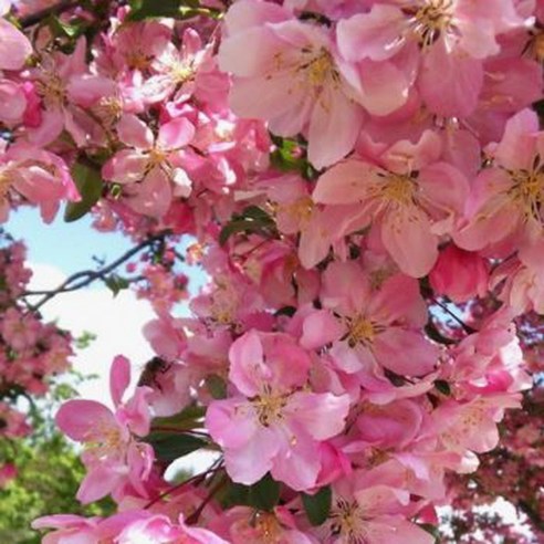 삭막한 일상에 행복을 더하는 서부해당화, 나만의 작은 정원을 만들어보세요!