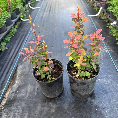 정원의 햇살을 담은 오렌지빛 향연, 매자나무 '오렌지 선라이즈'