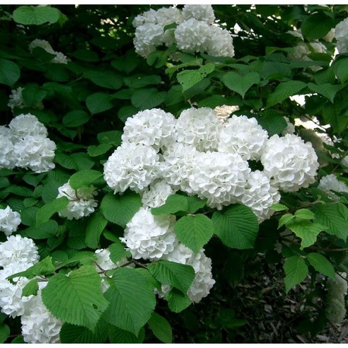 정원의 은은한 아름다움, 분꽃 나무 포트묘 (차이니스 스노우볼) 차이니즈스노우볼