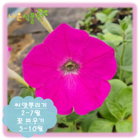 나은식물원 사피니아 핫핑크 50립 1개