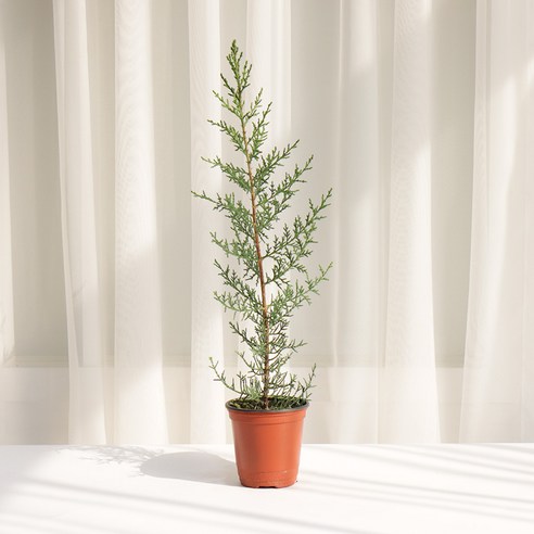 일상에 스며드는 숲의 향기, 갑조네 사이프러스