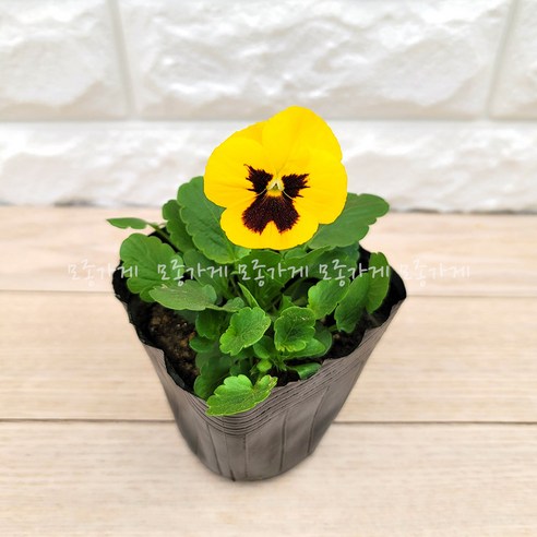 봄을 수놓는 작은 기쁨, 팬지꽃의 매력