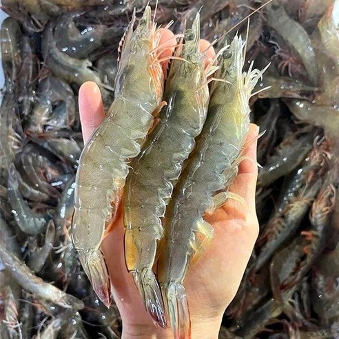 싱싱한 국내산 새우 1kg, 씻어서 오목오목한 새우 (32~38미사이), 1마리 활새우 싱싱한 국내산 새우 1kg, 씻어서 오목오목한 새우 (32~38미사이), 1마리 활새우