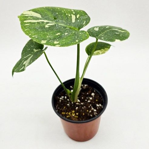 몬스테라, 우리집에 싱그러움을 더하는 가장 쉬운 방법 무늬몬스테라