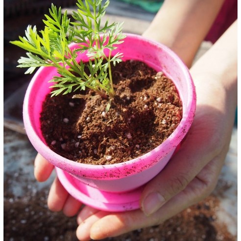 텃밭 초보도 금손 되는 마법, (모종뜰) 당근모종으로 시작하세요!