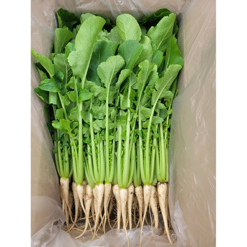 솔이네야채가게 직영 농장 열무, 4KG, 1박스 - 열무 | 쿠팡