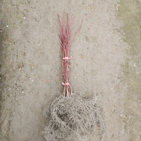 층층나무: 삭막한 일상에 힐링을 더하는 특별한 선택