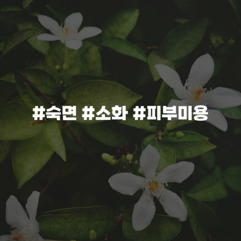 에센셜오일 네롤리 Neroli E.O, [ 100ml ]