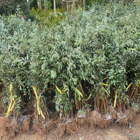 공조팝나무 하나로 삭막한 공간을 싱그러운 정원으로!