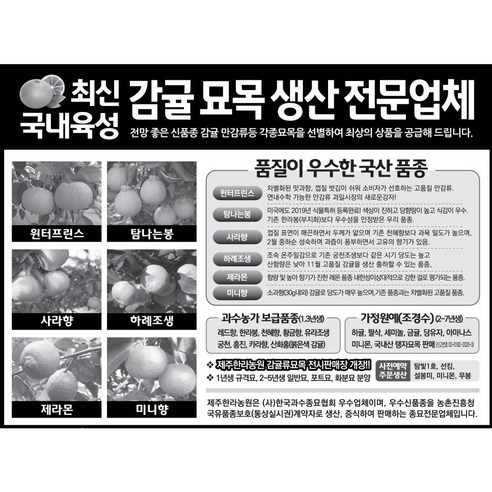 3년생 하례조생 감귤나무, 국내육성 신품종 제라몬 레몬 미니향 가정원예 농가과수용