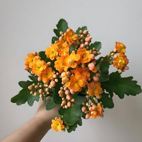 무지갯빛 행복을 피워내는 마법, 칼란디바의 세계로 칼란디바