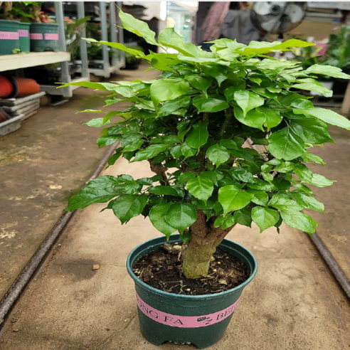 시들시들한 내 방에 생기를! 힐링을 더하는 녹보수 이야기 관엽식물